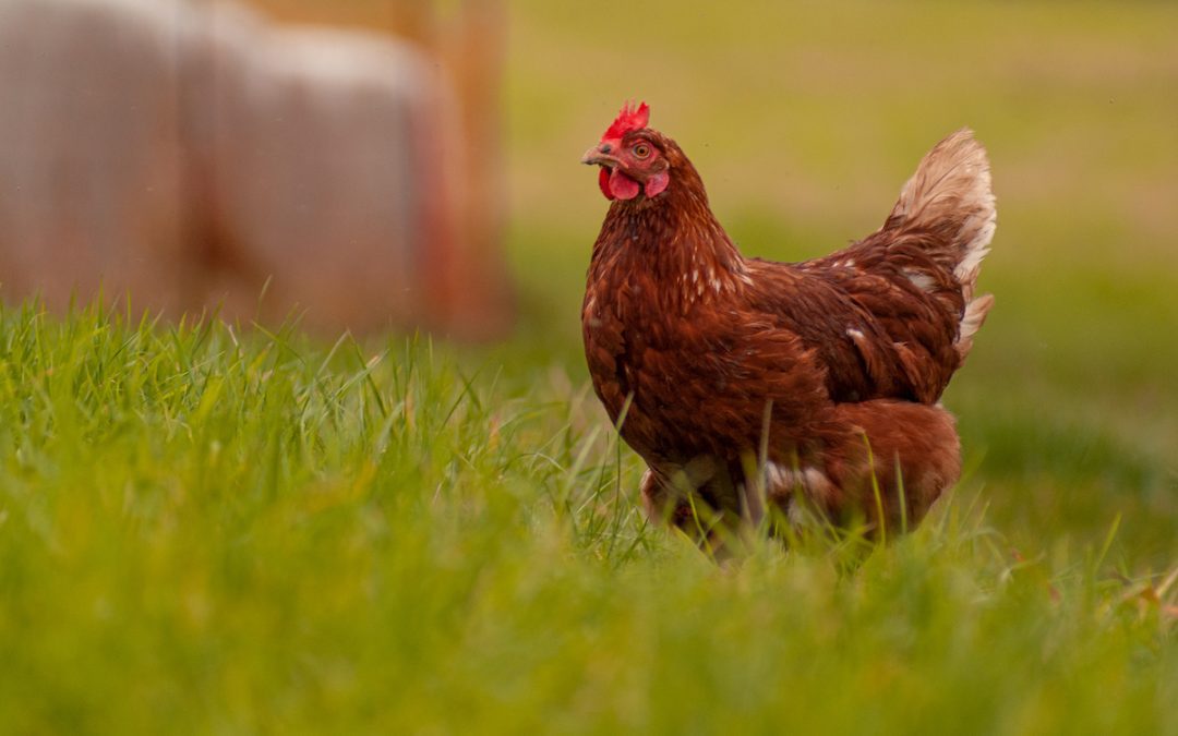 Recent High court rejects challenge to state farm animal law