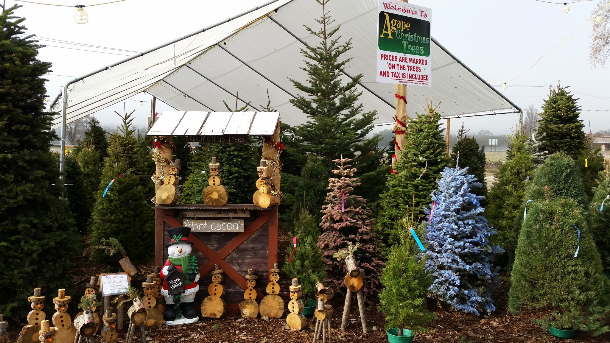 Local Christmas Tree Lots Ready for the Season • Atascadero News