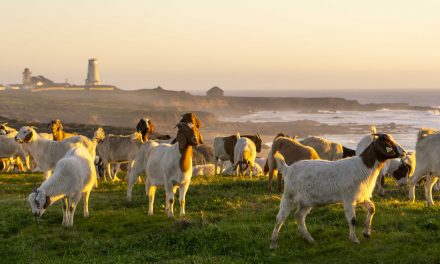 Hundreds of Goats Mow Coastal Prairie