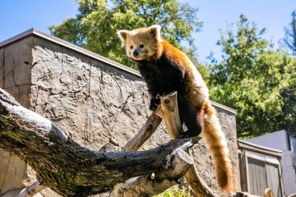 2022 Charles Paddock Zoo Rick Evans scaled e1682707301932