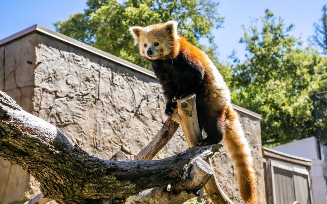Recent Spring Festival & Party for the Planet scheduled at Charles Paddock Zoo