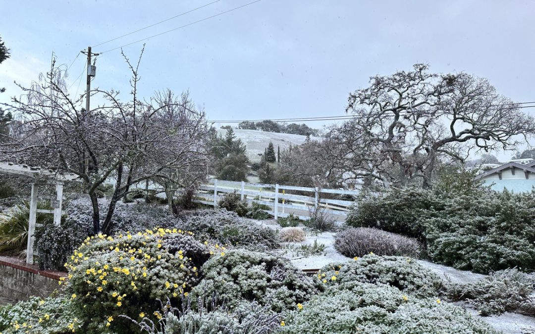 Recent Snow Makes Rare Appearance in North County
