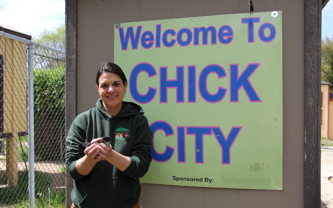 Recent Charles Paddock Zoo Celebrates Spring with Baby Chicks