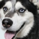 Woods Humane Society SLO hosts Electric Doggy Carnival Nights