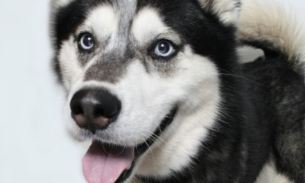 Woods Humane Society announces “Senior Pets Rock” adoption special