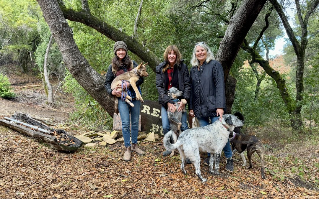 Rescuing Hope: Central Coast Herding Dog Rescue saves thousands