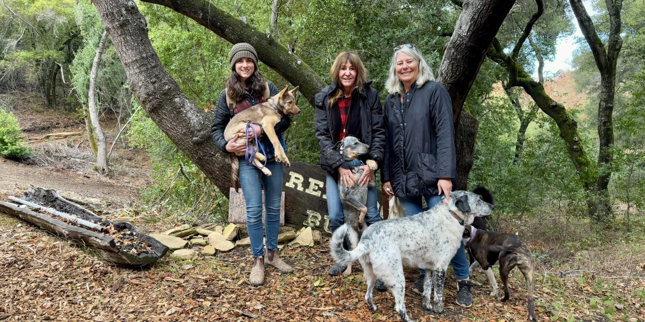 Rescuing Hope: Central Coast Herding Dog Rescue saves thousands