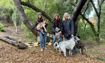 Rescuing Hope: Central Coast Herding Dog Rescue saves thousands