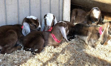 Shady Oaks Farm welcomes this year’s baby goats