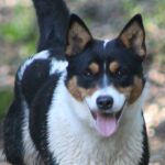 CCHDR Pet of the Week: Shasta!