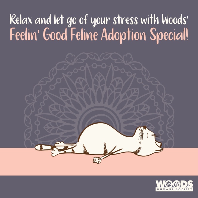 Woods Humane Society Celebrates National Adopt A Cat Month • Atascadero