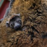 Baby Mongoose Lemur born at the Charles Paddock Zoo