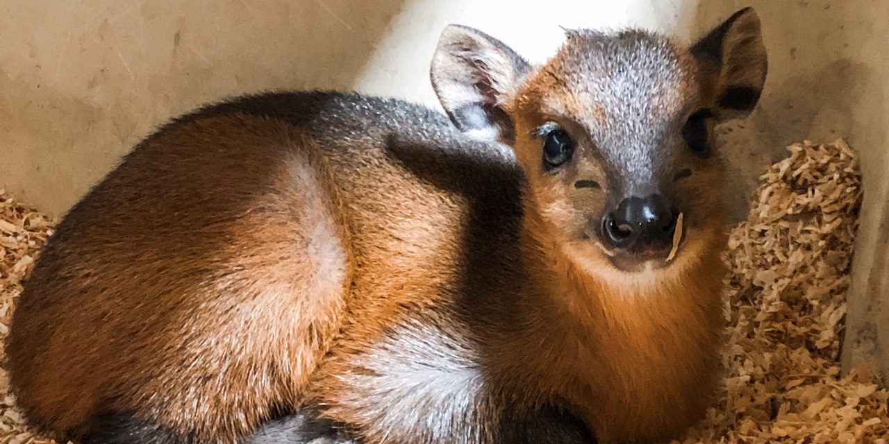 Red Flanked Duiker Born at Local Zoo