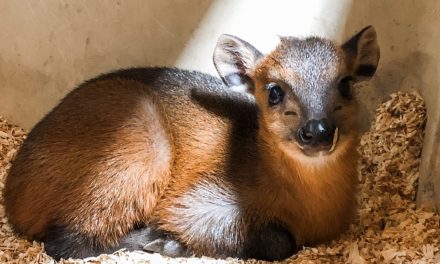 Red Flanked Duiker Born at Local Zoo