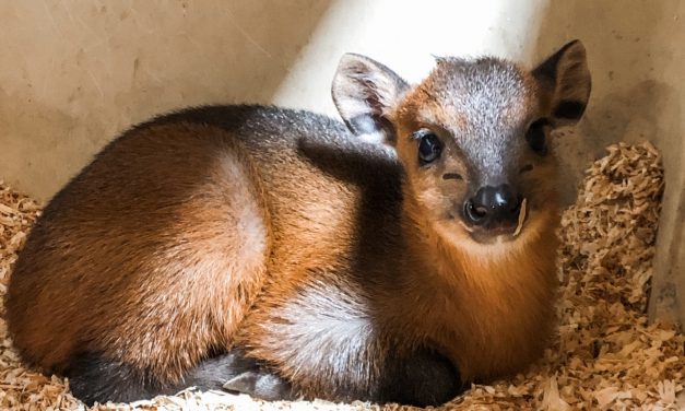 Red Flanked Duiker Born at Local Zoo