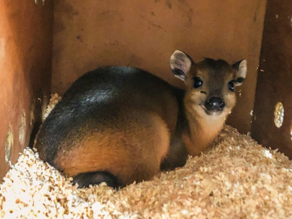 Baby Red Flanked Duiker Morning time!