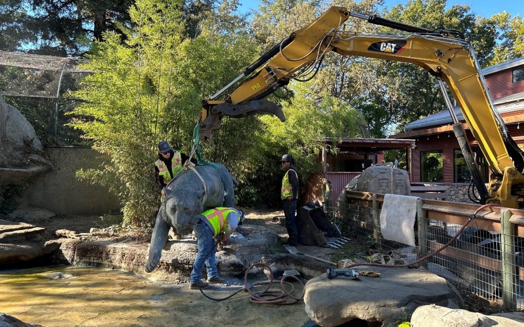 Bronze tiger sculpture relocated at Charles Paddock Zoo