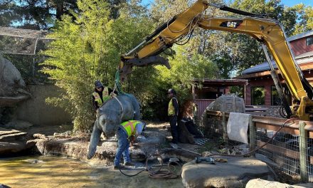 Bronze tiger sculpture relocated at Charles Paddock Zoo