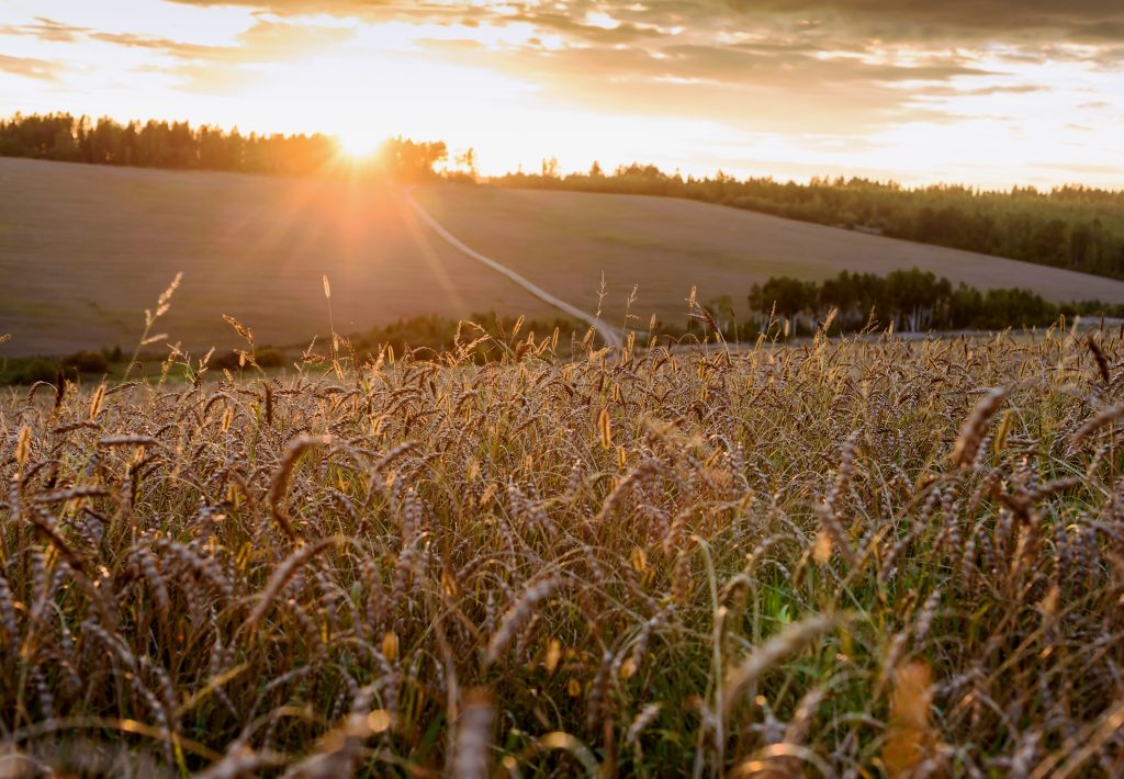 CA Farming Wheat Field 2021