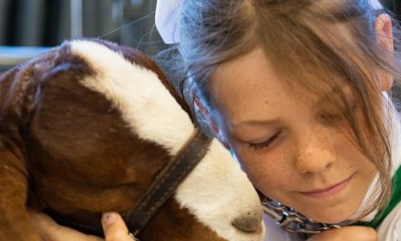 Mid-State Fair Junior Livestock Auction Far Surpasses Expectations