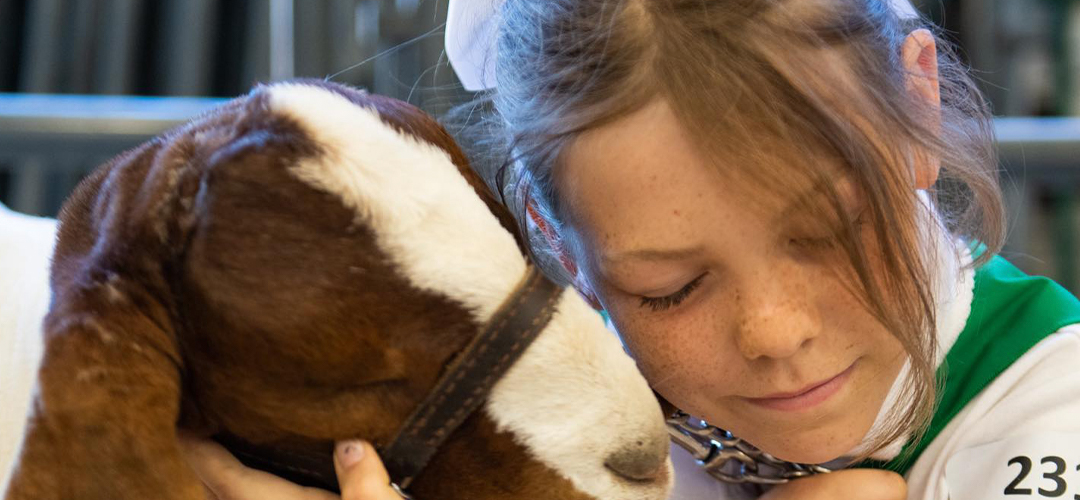 Mid-State Fair Junior Livestock Auction Far Surpasses Expectations