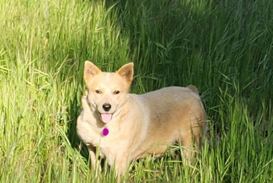 CCHDR Pet of the Week: Carol!