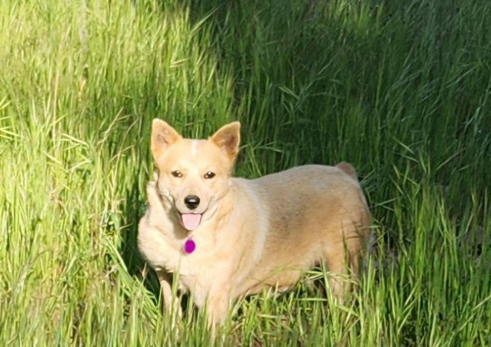 Recent CCHDR Pet of the Week: Carol!
