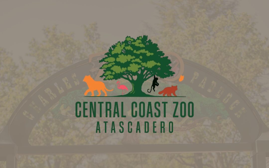 Baby Mongoose Lemur makes public debut at Central Coast Zoo