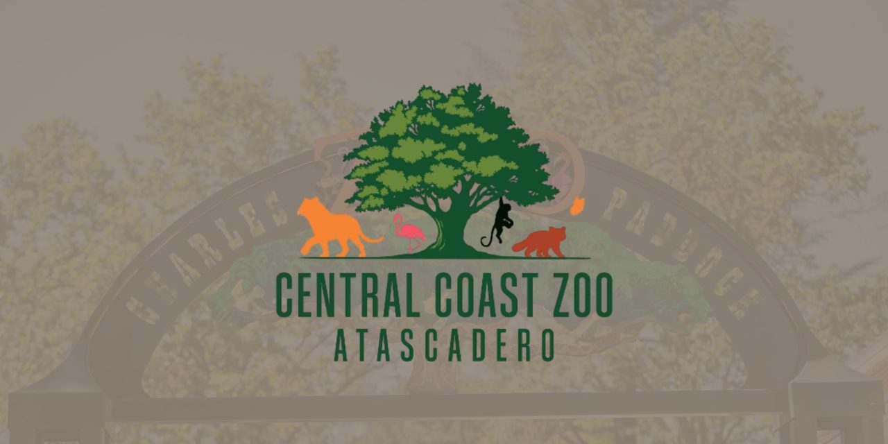 Baby Mongoose Lemur makes public debut at Central Coast Zoo