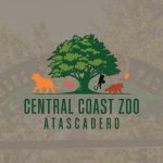 Baby Mongoose Lemur makes public debut at Central Coast Zoo