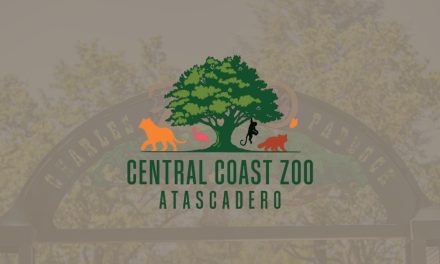 Baby Mongoose Lemur makes public debut at Central Coast Zoo