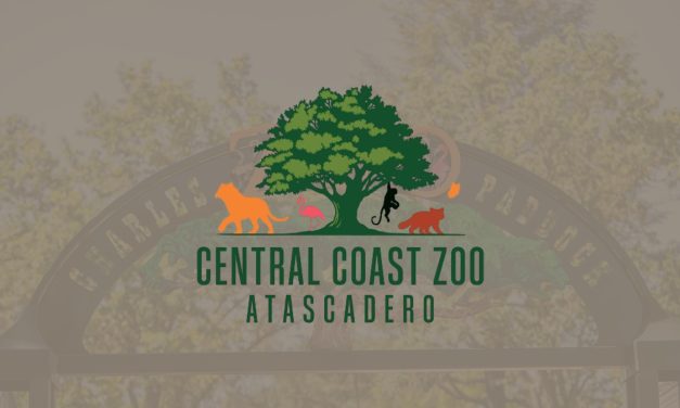 Baby Mongoose Lemur makes public debut at Central Coast Zoo