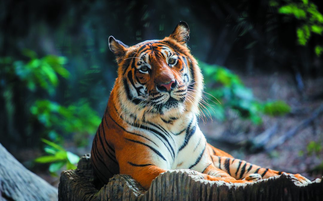 Recent Central Coast Zoo mourns loss of beloved Tiger, Menderu