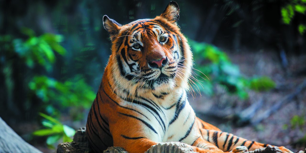 Central Coast Zoo mourns loss of beloved Tiger, Menderu