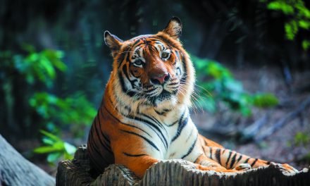 Central Coast Zoo mourns loss of beloved Tiger, Menderu