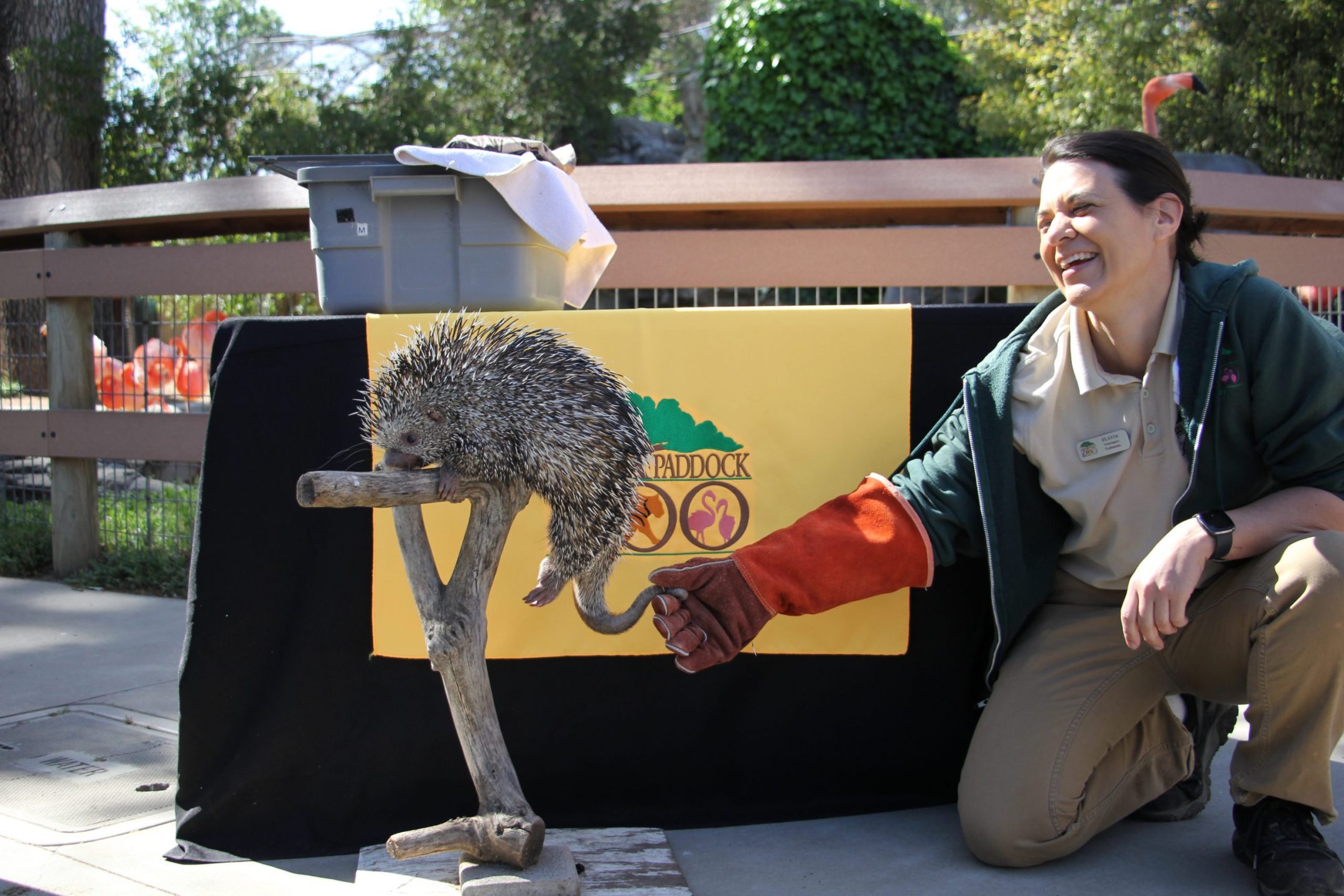 Animals of West Africa, Charles Paddock Zoo