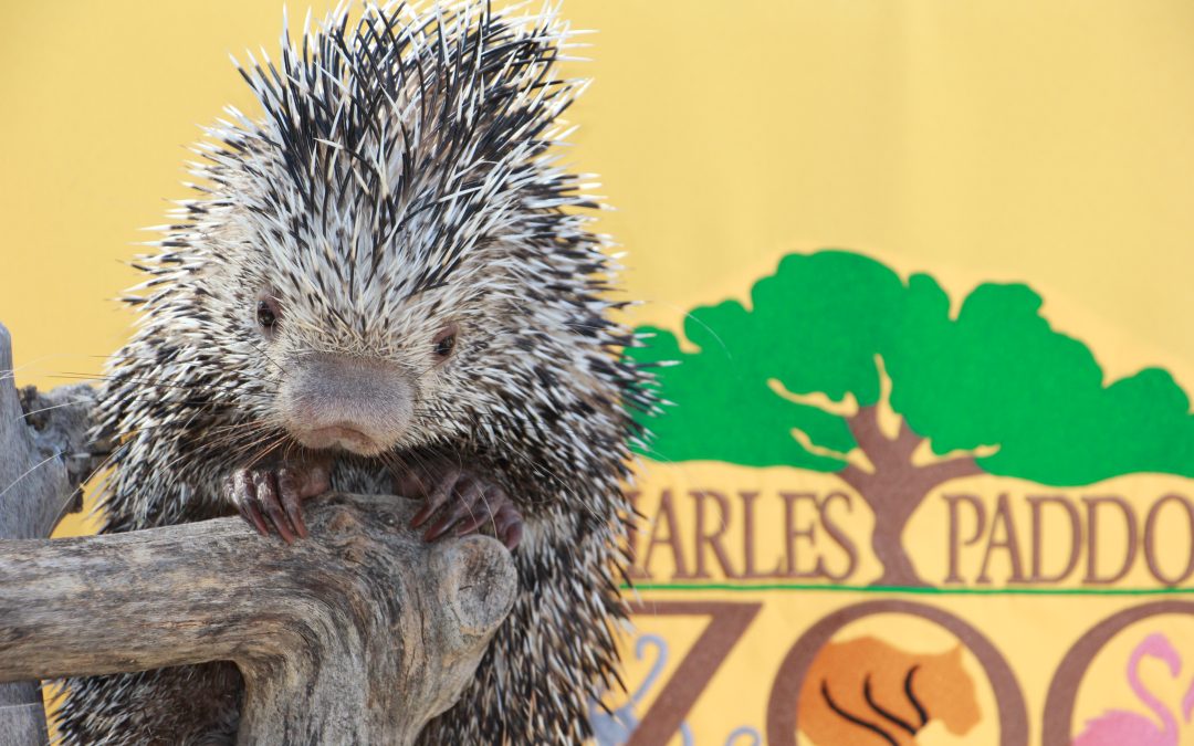 Celebrate Earth Day at the 14th Annual Party for the Planet at the Charles Paddock Zoo