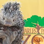 Celebrate Earth Day at the 14th Annual Party for the Planet at the Charles Paddock Zoo