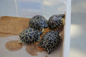 Animals of West Africa, Charles Paddock Zoo