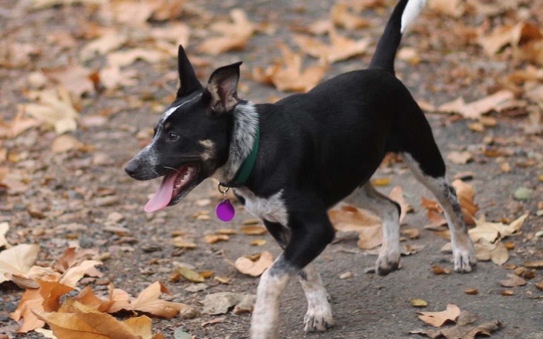 This week at Central Coast Herding Dog Rescue!