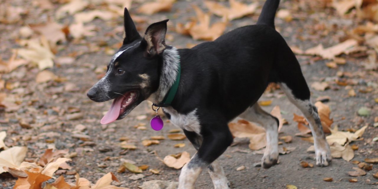 This week at Central Coast Herding Dog Rescue!