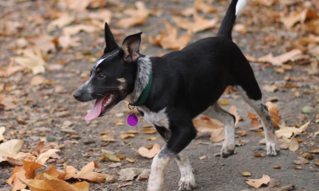 This week at Central Coast Herding Dog Rescue!