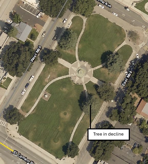 Heritage Deodar Cedar to Be Removed from Sunken Gardens This Week