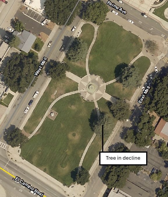 Recent Heritage Deodar Cedar to Be Removed from Sunken Gardens This Week