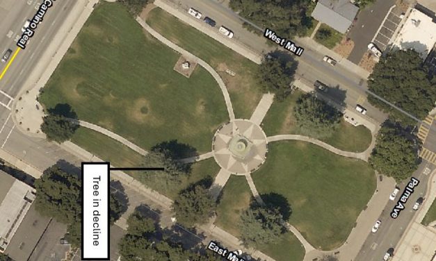 Heritage Deodar Cedar to Be Removed from Sunken Gardens This Week