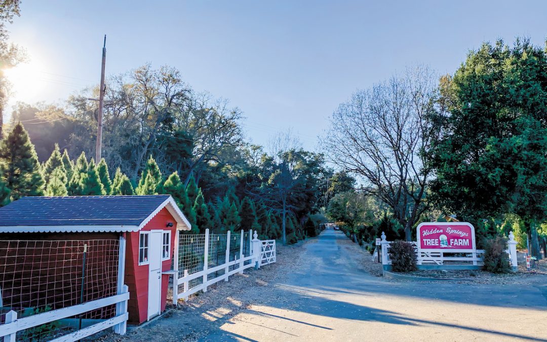 Recent Hidden Springs Christmas Tree Farm Celebrates 60 Years
