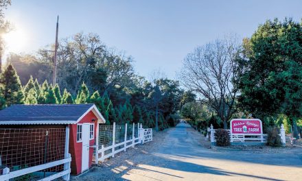 Hidden Springs Christmas Tree Farm Celebrates 60 Years