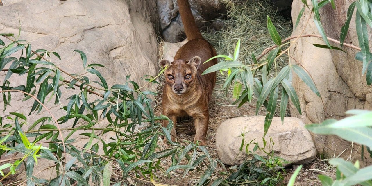 Fossa arrives at The Charles Paddock Zoo in time for Spring