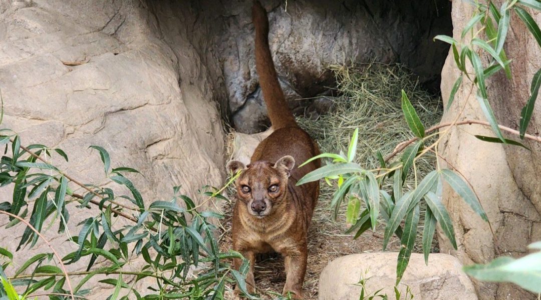 Recent Fossa arrives at The Charles Paddock Zoo in time for Spring