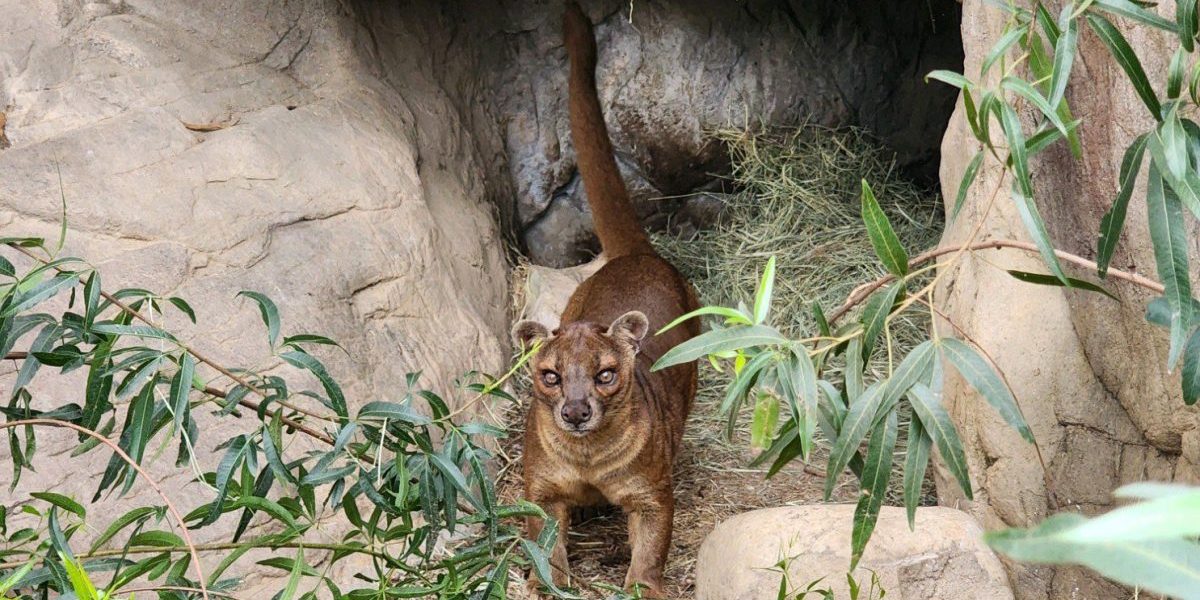 Fossa arrives at The Charles Paddock Zoo in time for Spring ...